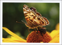 Load image into Gallery viewer, Butterfly Notecard Assortment
