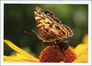 Butterfly Notecard Assortment