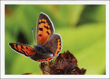 Load image into Gallery viewer, Butterfly Notecard Assortment
